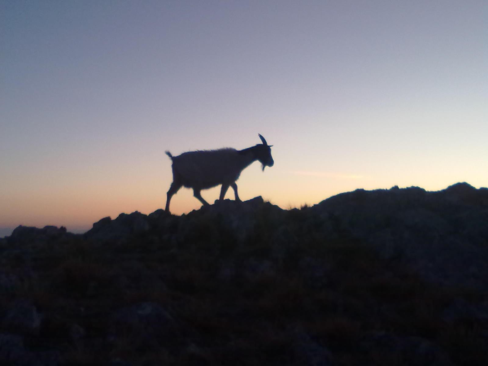 Capra